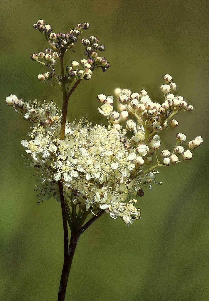 Foto van Moerasspirea