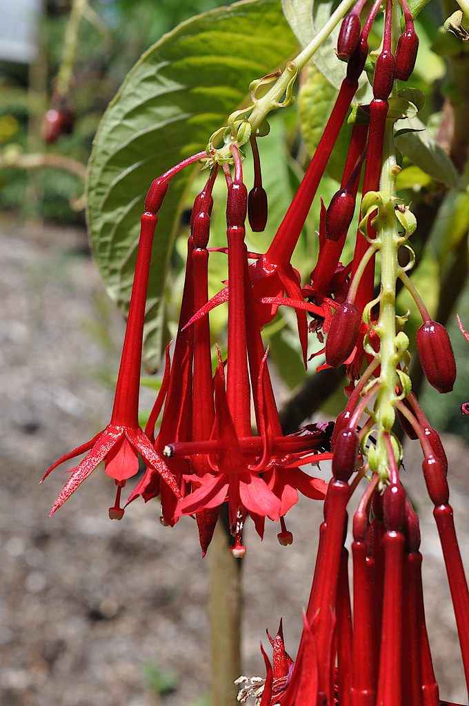 Foto van Boliviaanse fuchsia