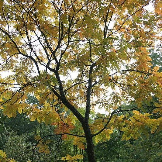 Foto van Gele zeepboom ‘Coral Sun’