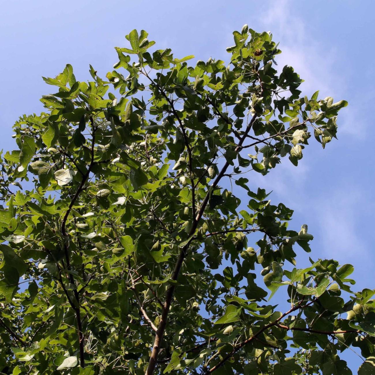 Foto van Amberboom ‘Rotundiloba’