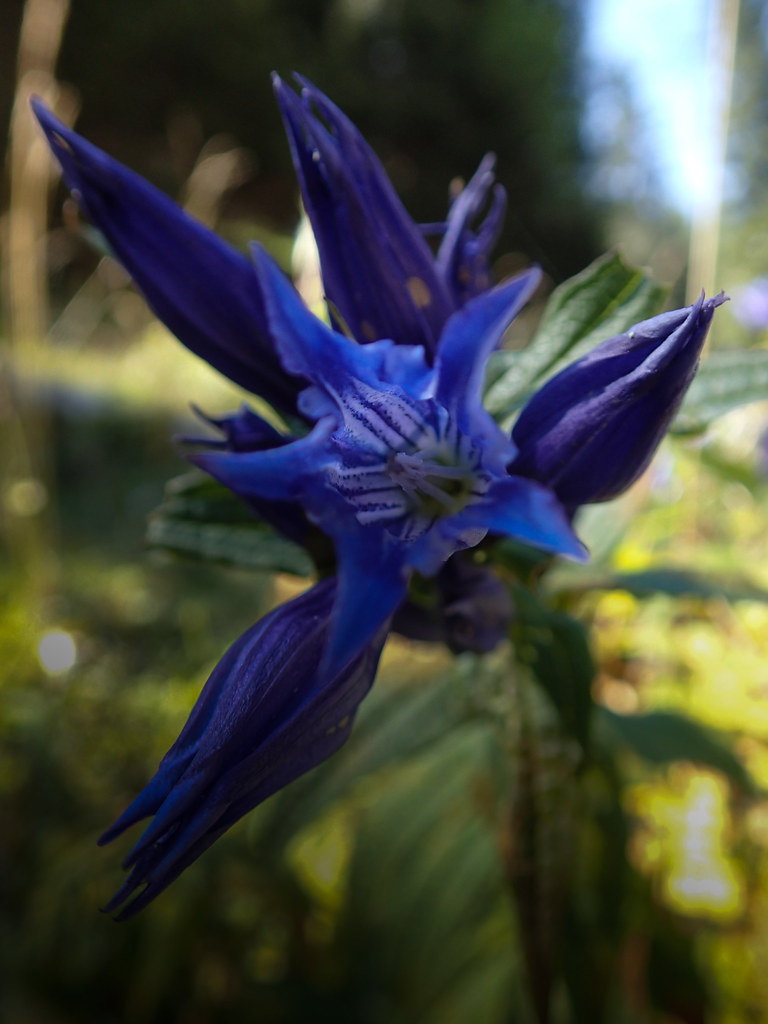 Foto van Zijdeplantgentiaan