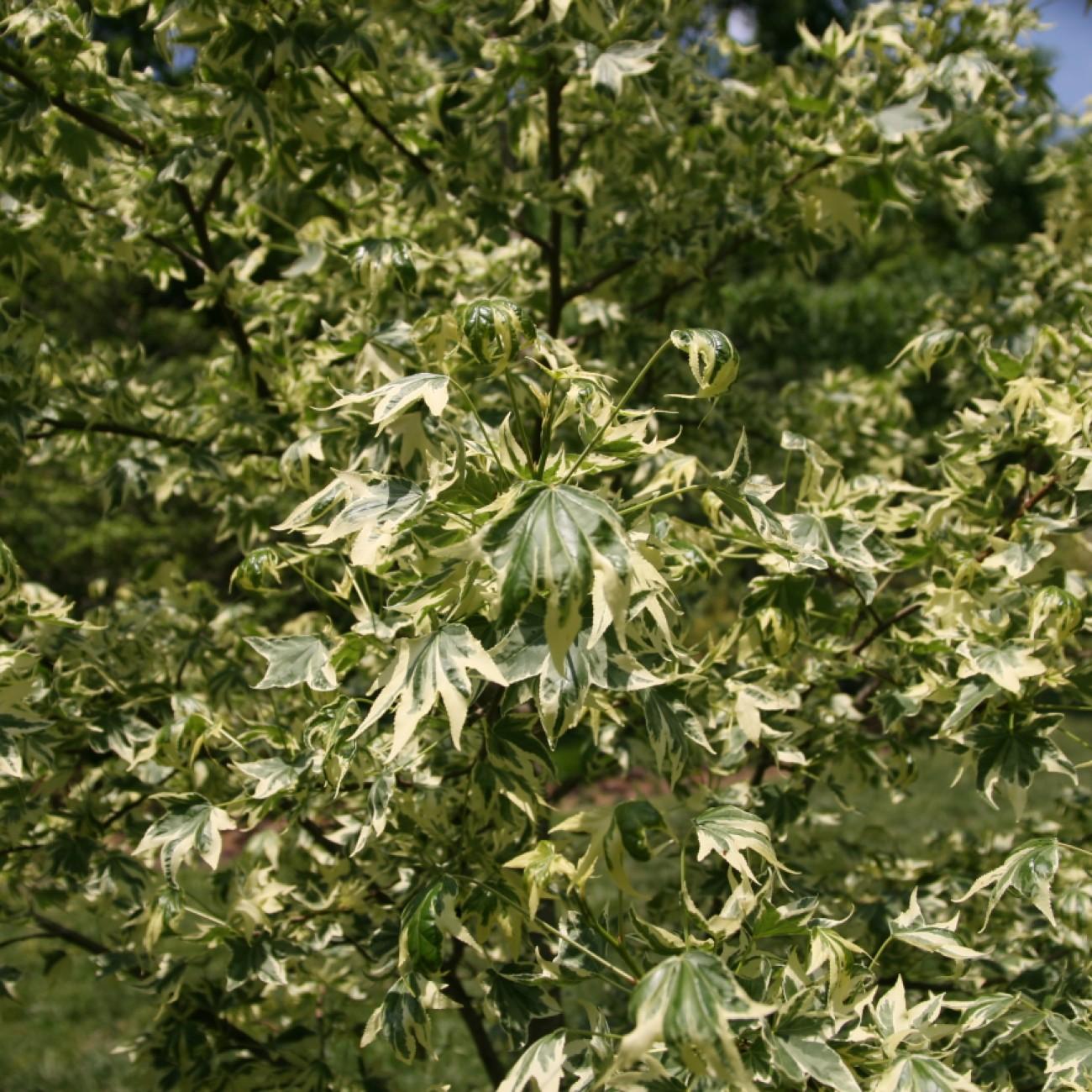 Foto van Amberboom ‘Silver King’