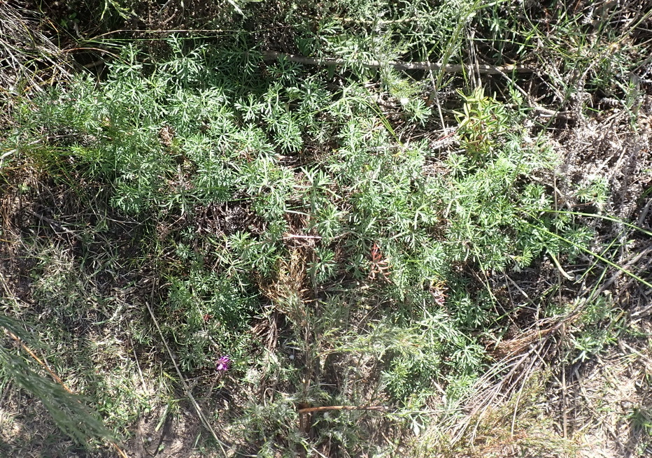 Foto van Vrouwenbossie