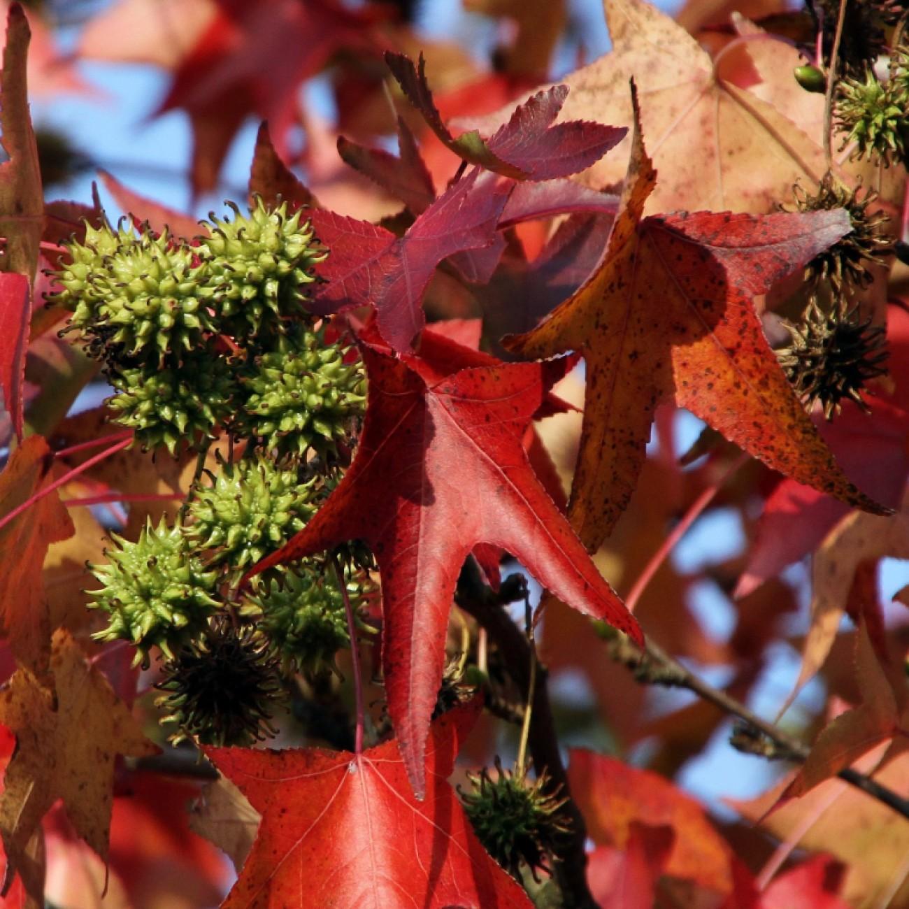 Foto van Amberboom ‘Worplesdon’