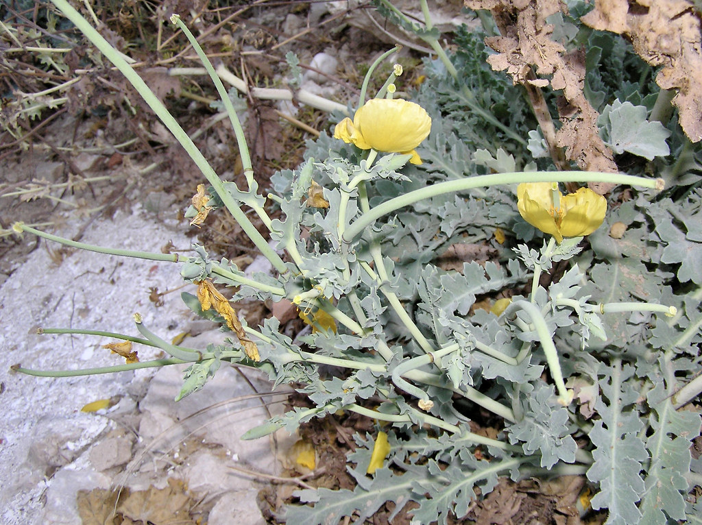 Foto van Gele hoornpapaver