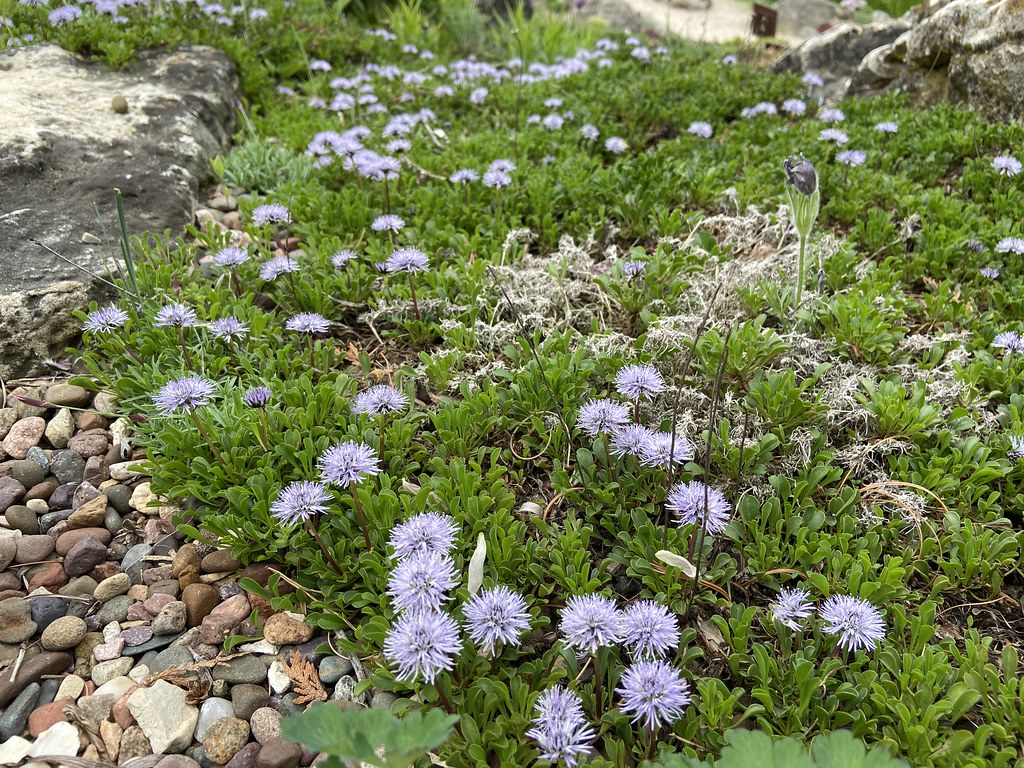 Foto van Kruipende kogelbloem