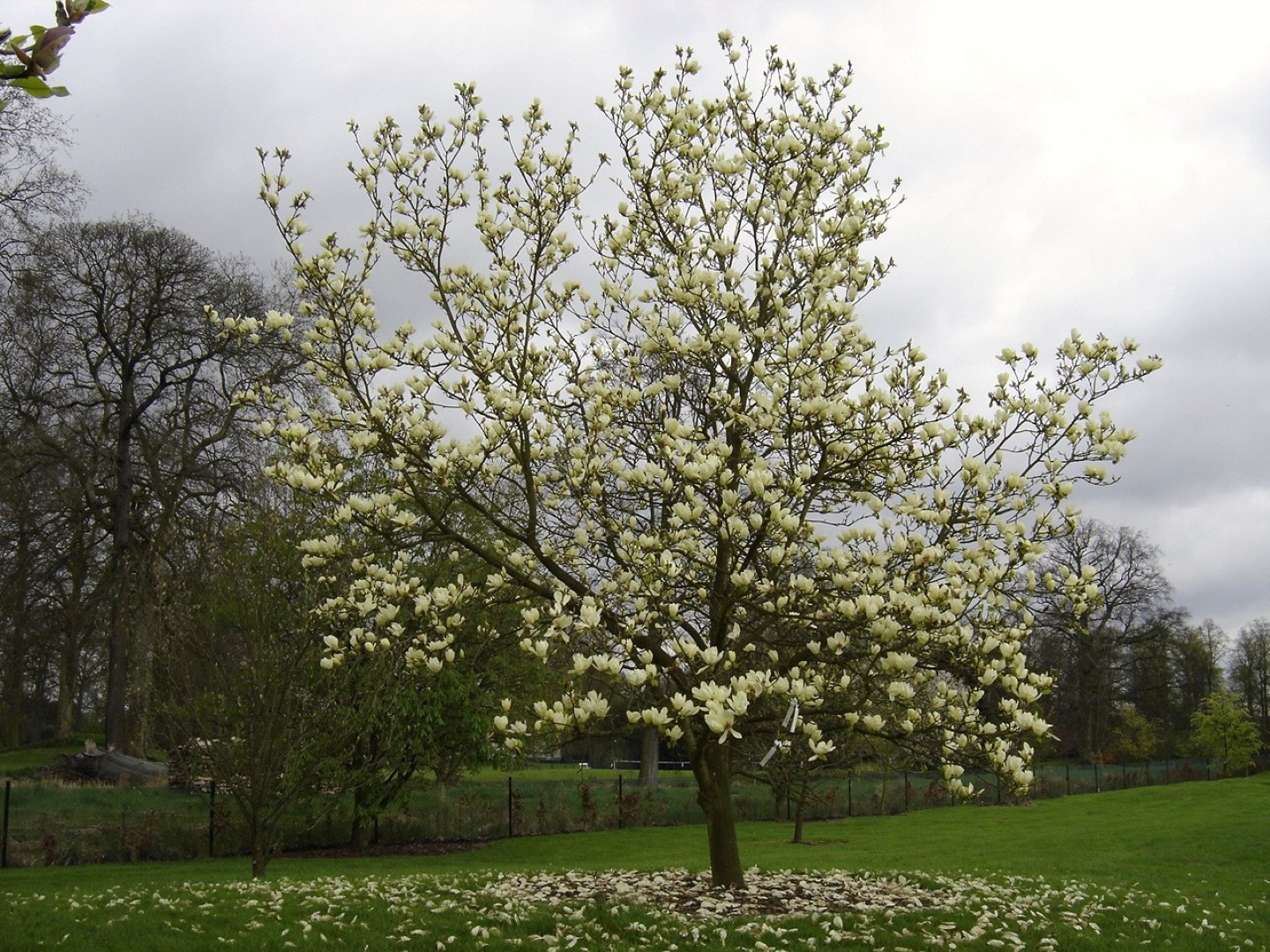 Foto van Elizabeth magnolia