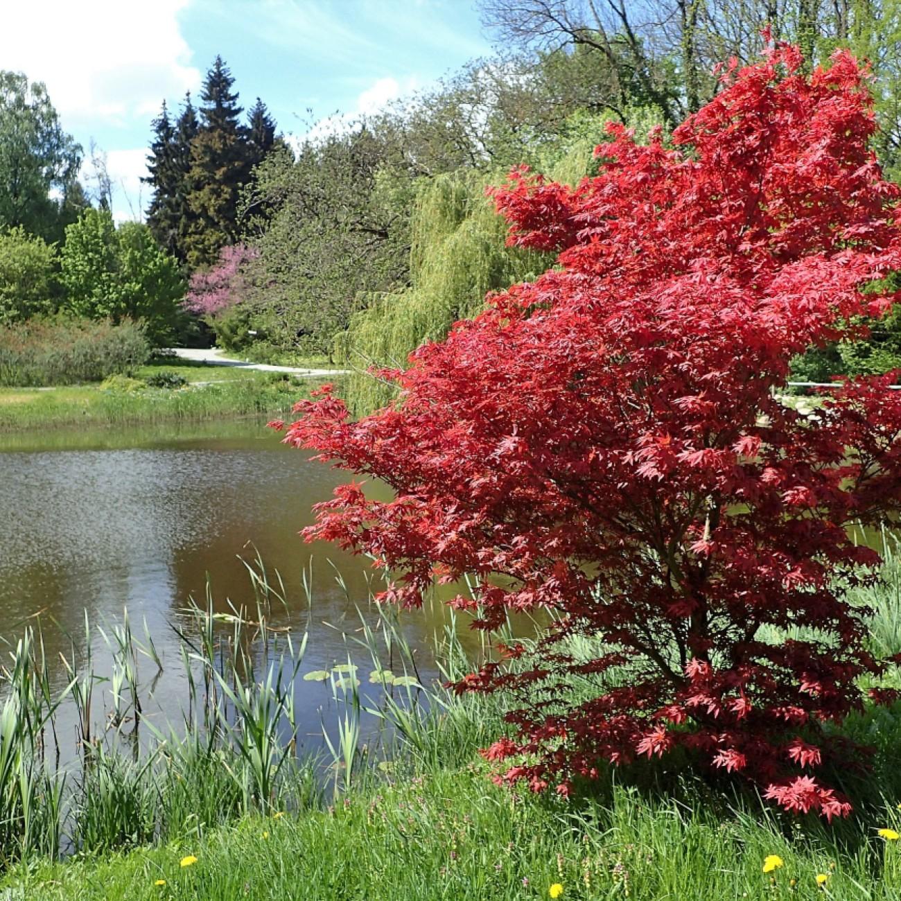 Foto van Japanse esdoorn
