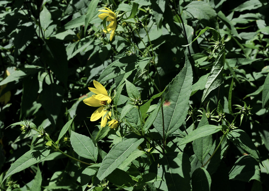 Foto van Vaste zonnebloem