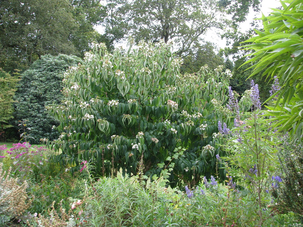 Foto van Zevenzonenboom