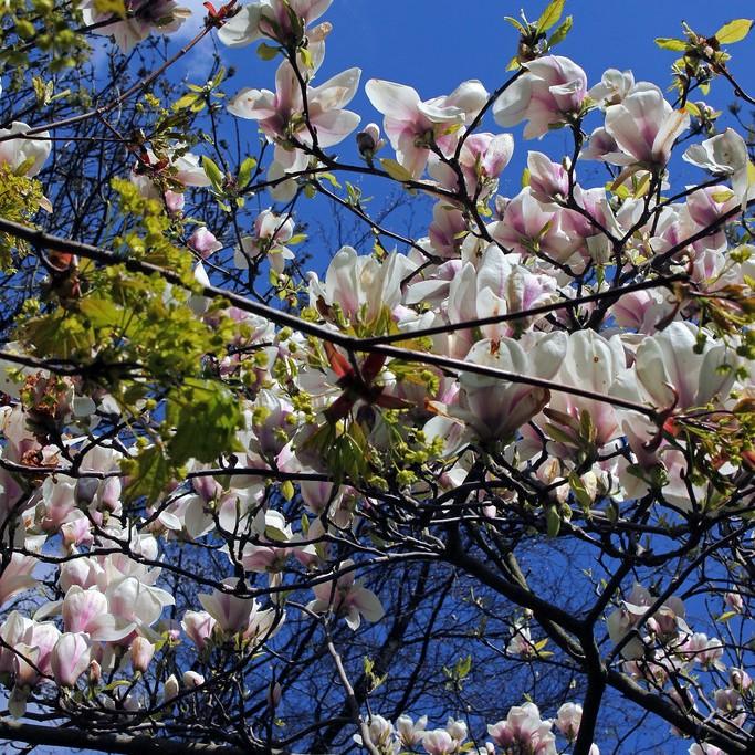 Foto van Noordelijke Japanse magnolia