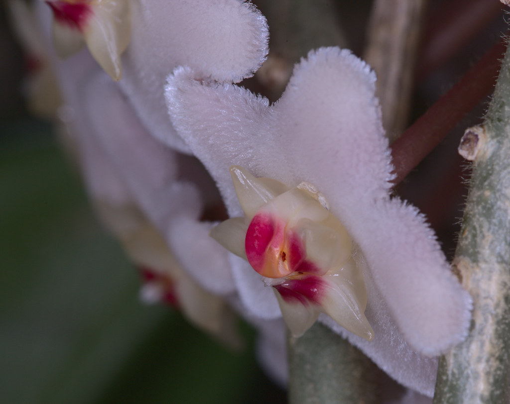 Foto van Grote wasbloem