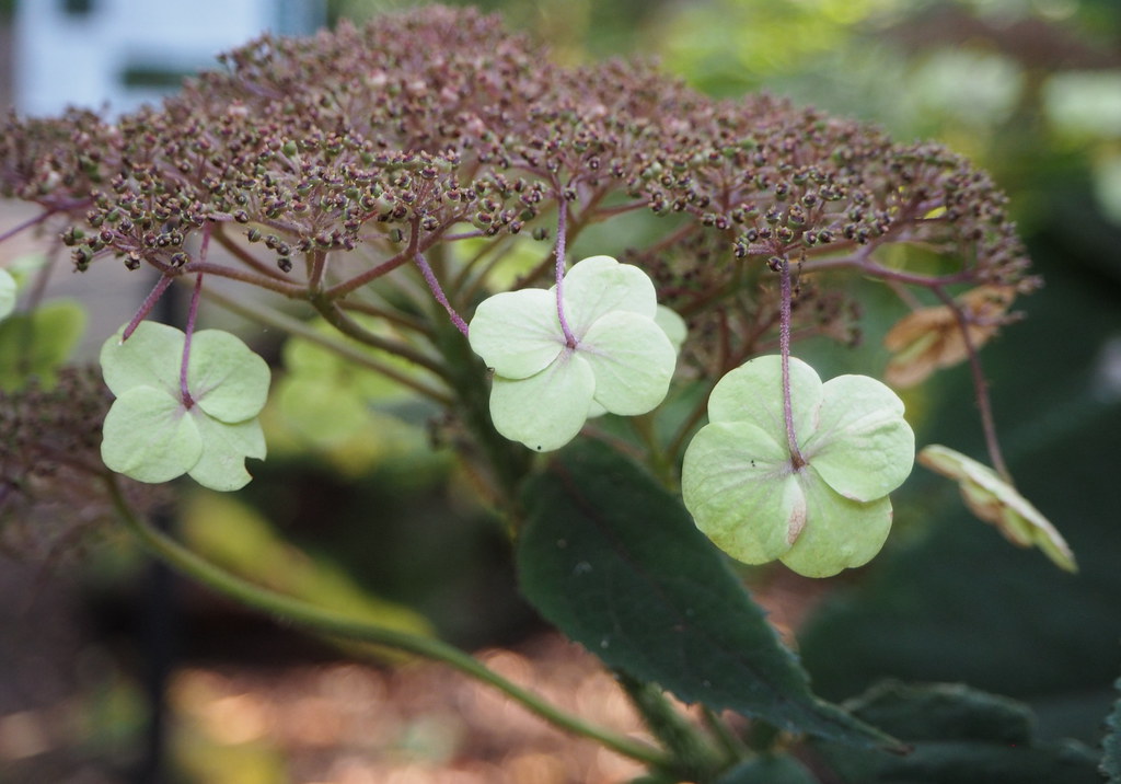 Foto van Fluweelhortensia