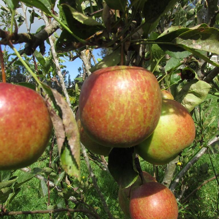 Foto van Appel ‘Braeburn’
