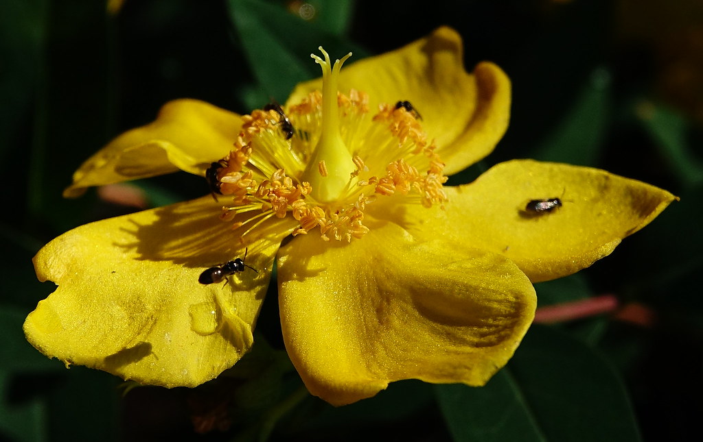 Foto van Uitgespreid hertshooi