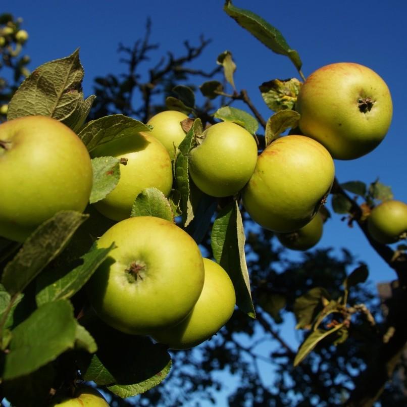 Foto van Appel ‘Chehalis’