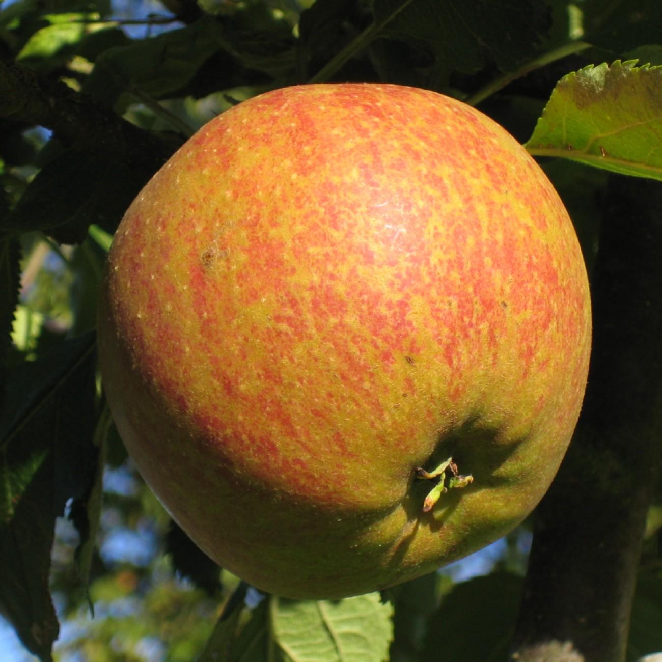 Foto van Appel ‘Cox's Orange Pippin’
