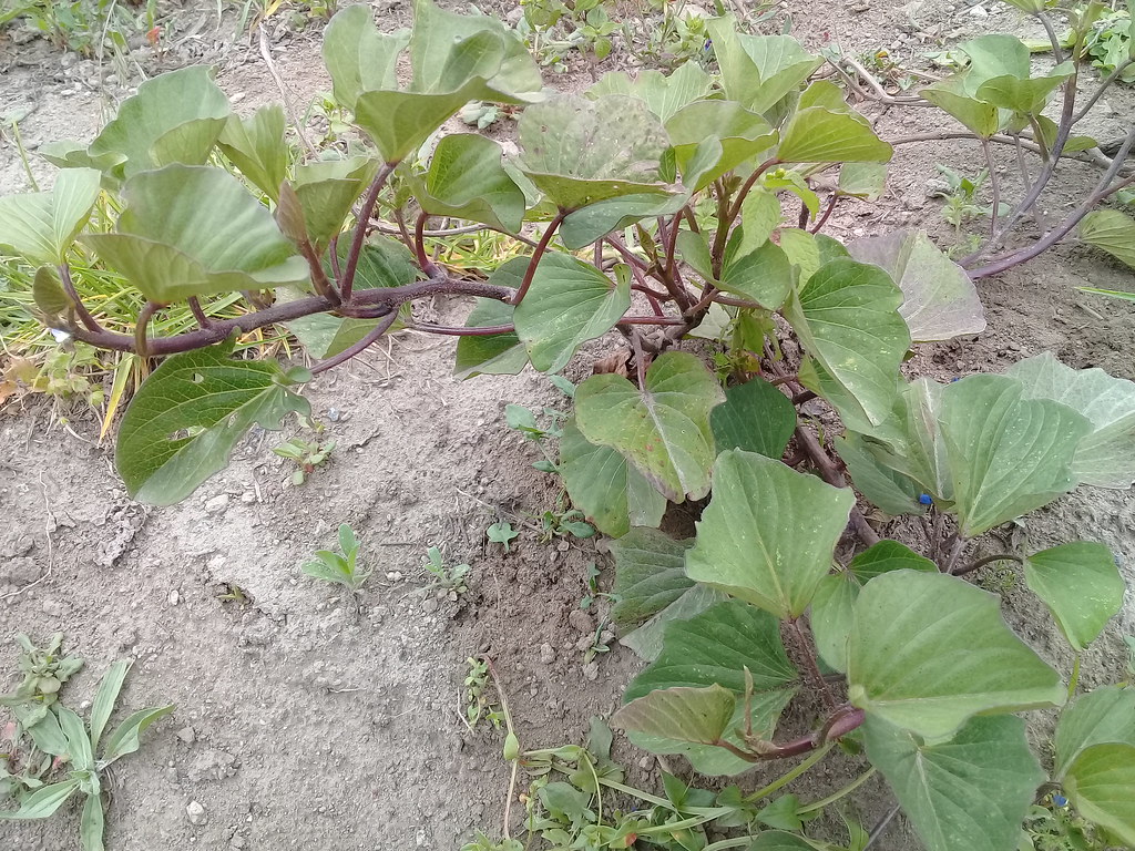 Foto van Zoete aardappel