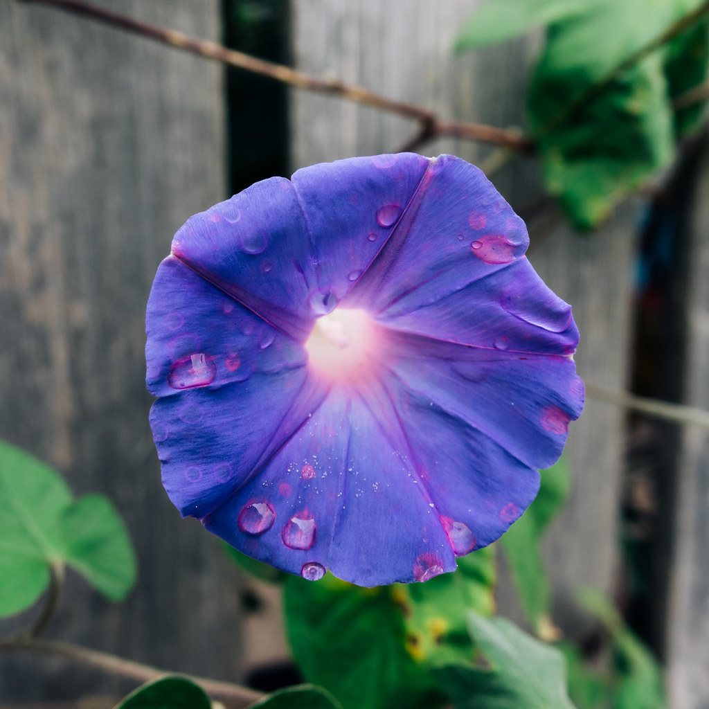 Foto van Blauwe dagwinde