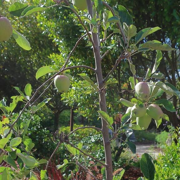 Foto van Appel ‘Golden Delicious’
