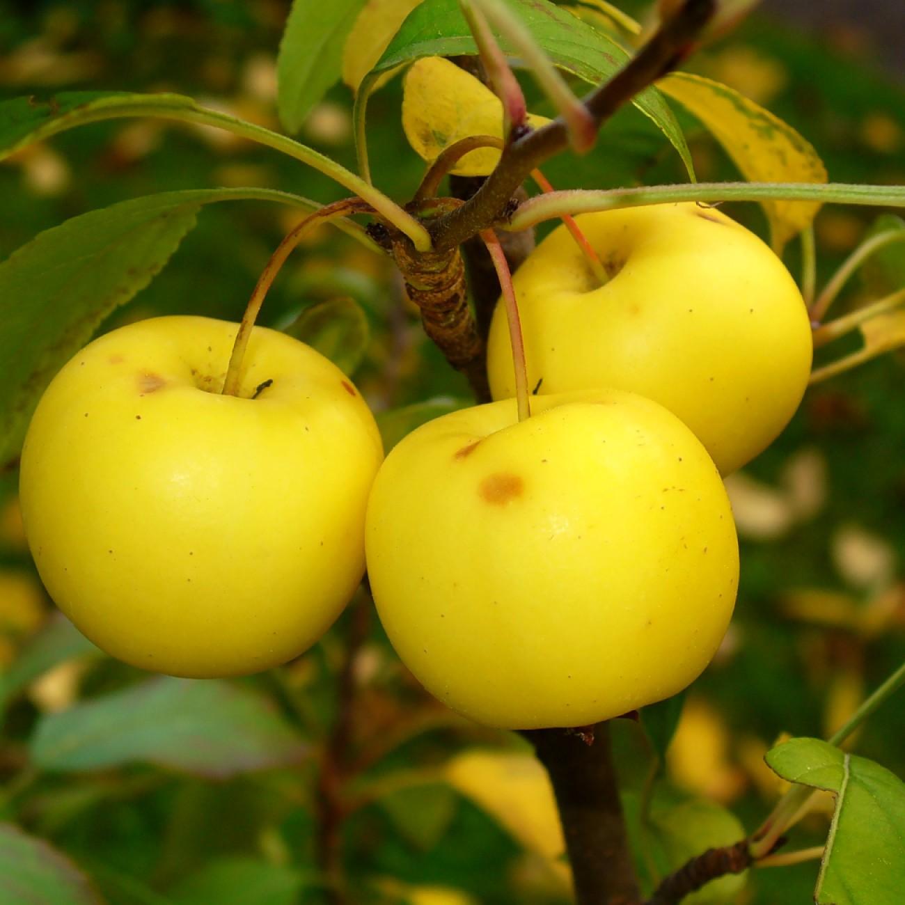 Foto van Appel ‘Golden Russet’