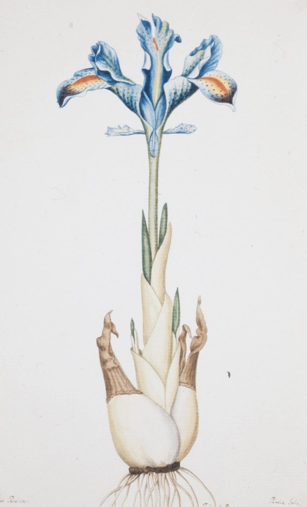 Foto van Perzische iris