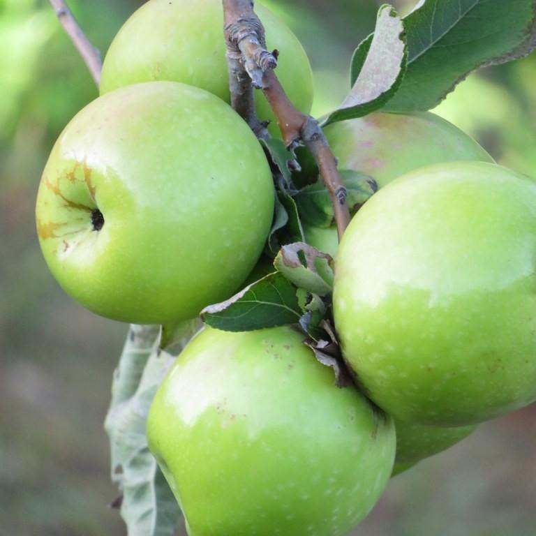Foto van Appel ‘Granny Smith’
