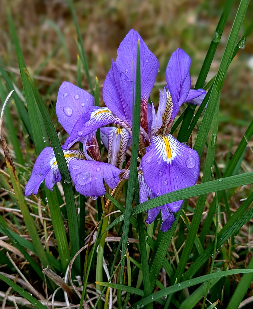 Foto van Winterlis