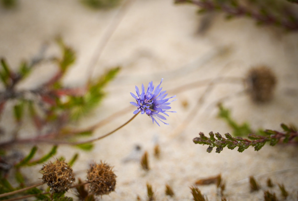Foto van Zandblauwtje