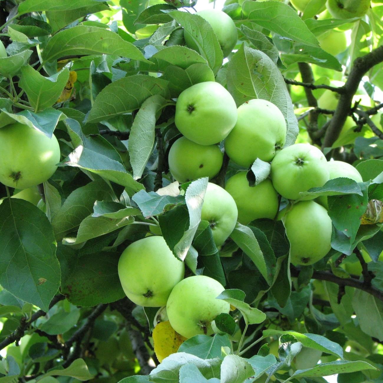 Foto van Appel ‘Lodi’
