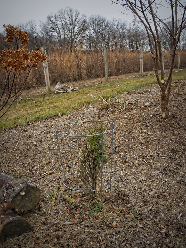Foto van Ierse jeneverbes ‘Hibernica’