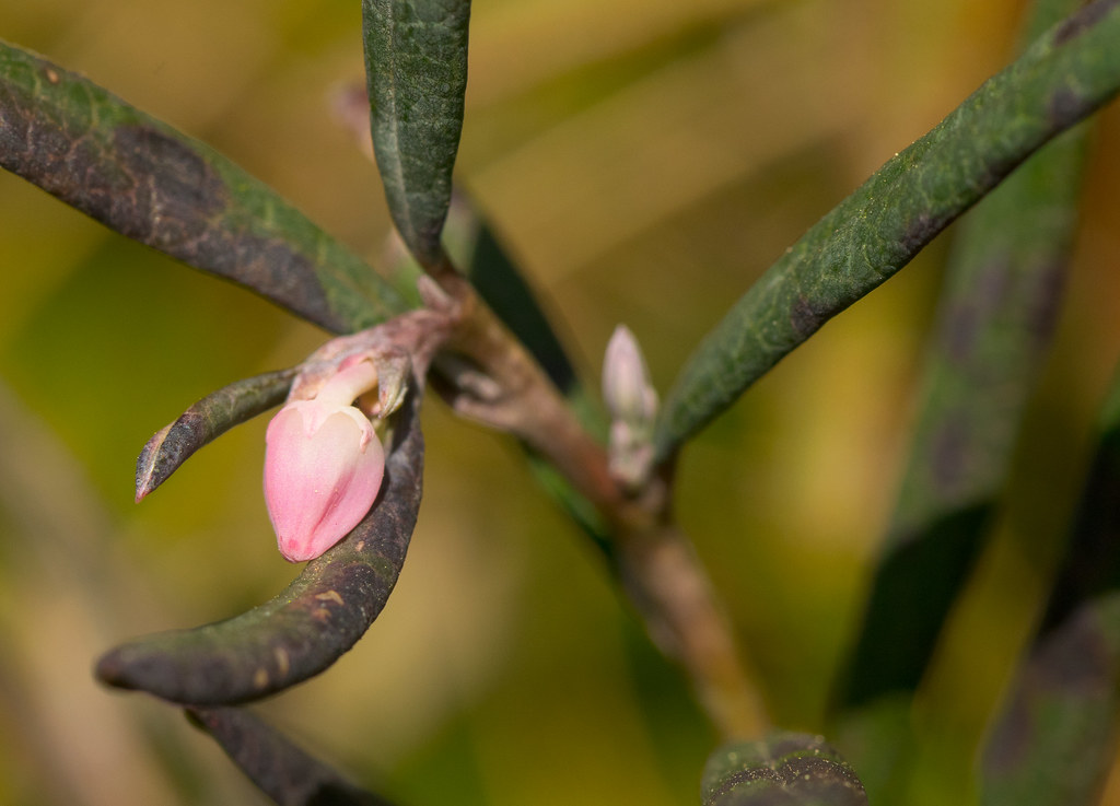 Foto van Zeegroene lepelboom