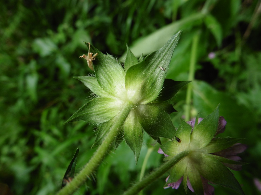Foto van Bergknautia