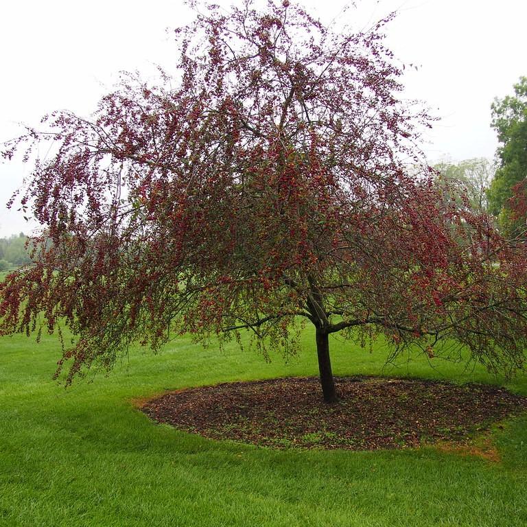 Foto van Appel ‘Prairifire’