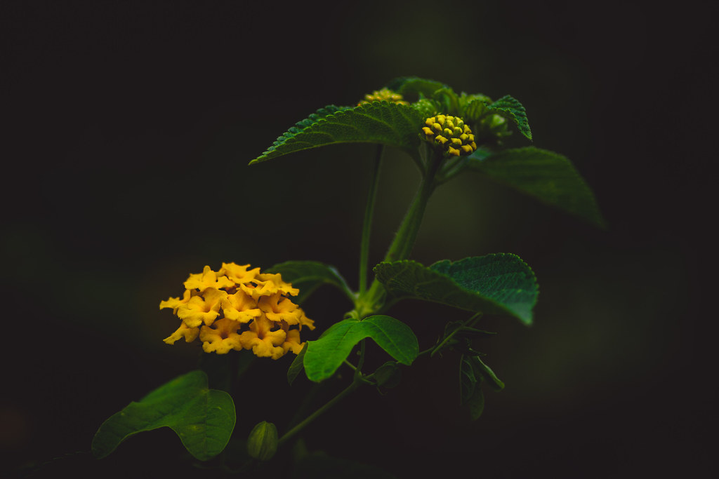 Foto van Wisselbloem ‘onbeken’