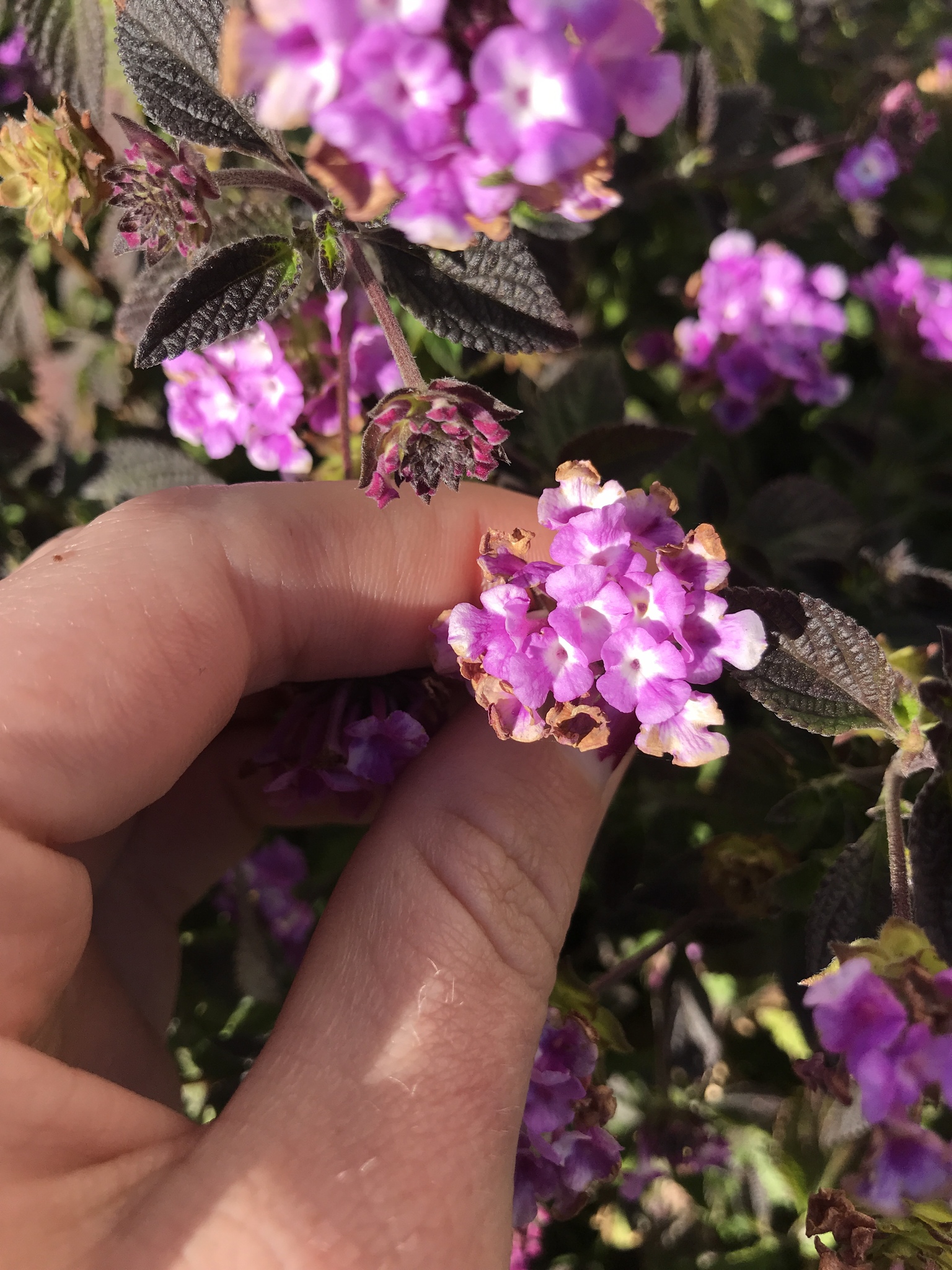 Foto van Kruipende wisselbloem