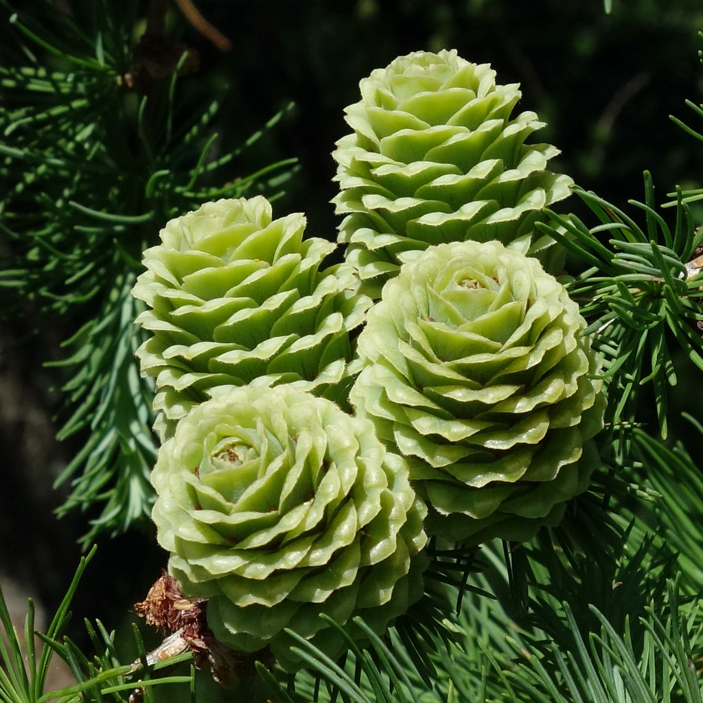 Foto van Japanse larix