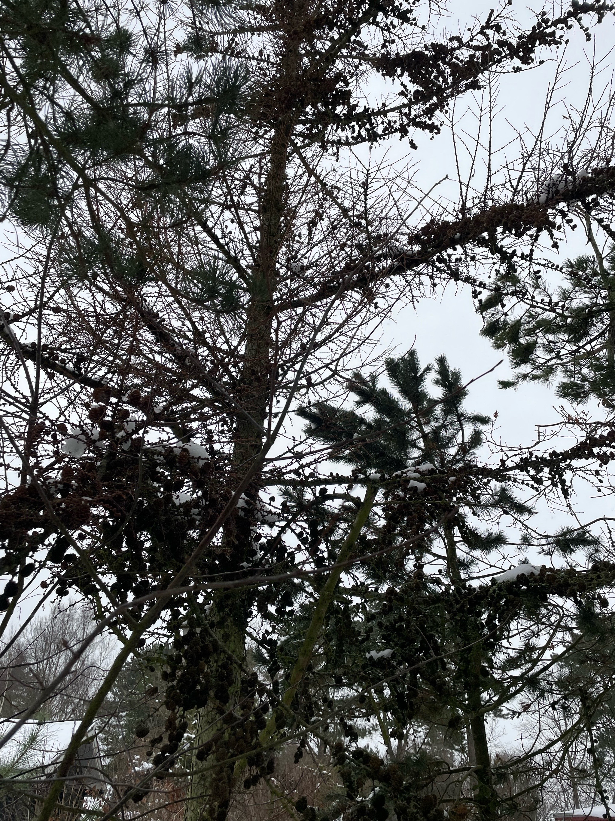 Foto van Dunkeld-larix