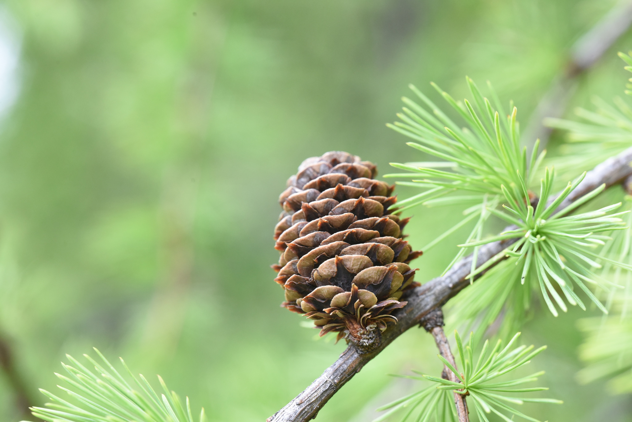 Foto van Chinese larix
