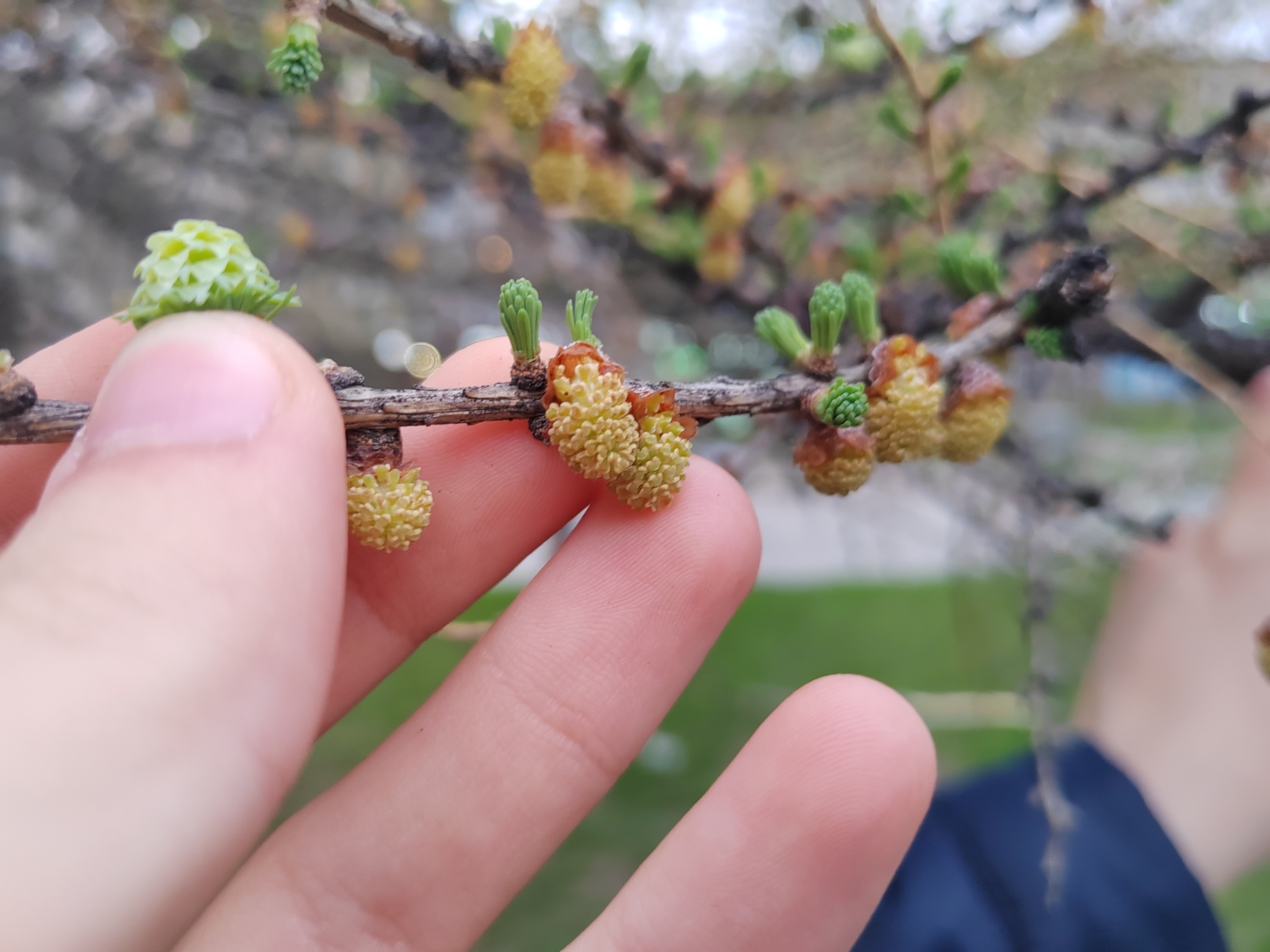 Foto van Siberische larix