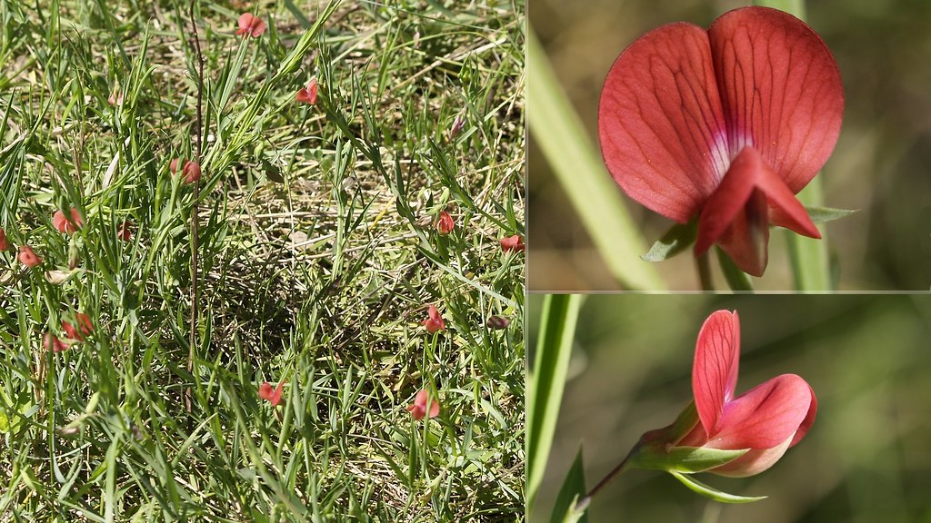 Foto van Kekerlathyrus