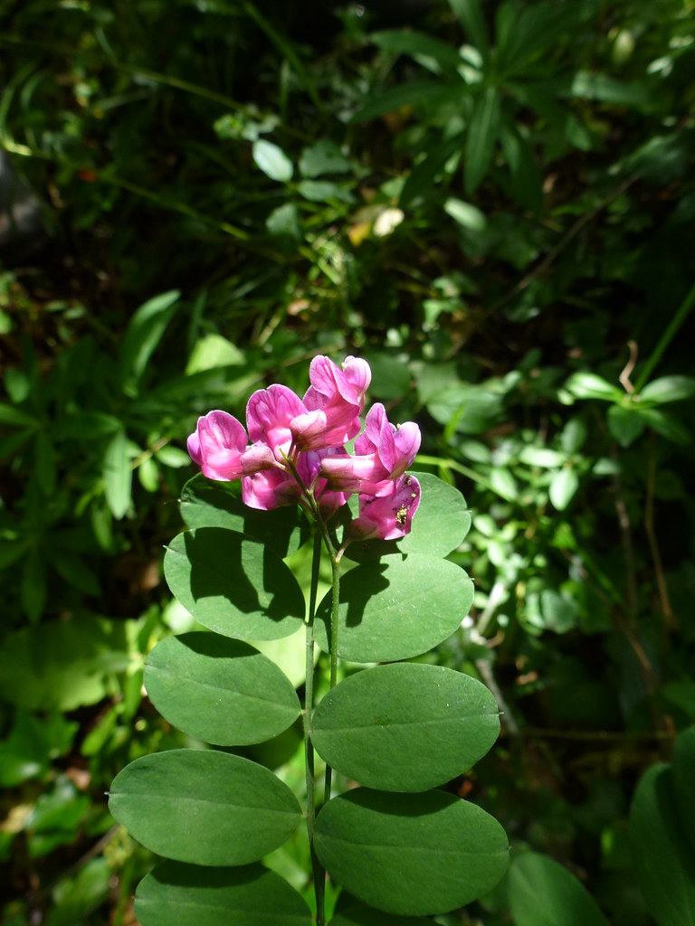 Foto van Zwarte lathyrus
