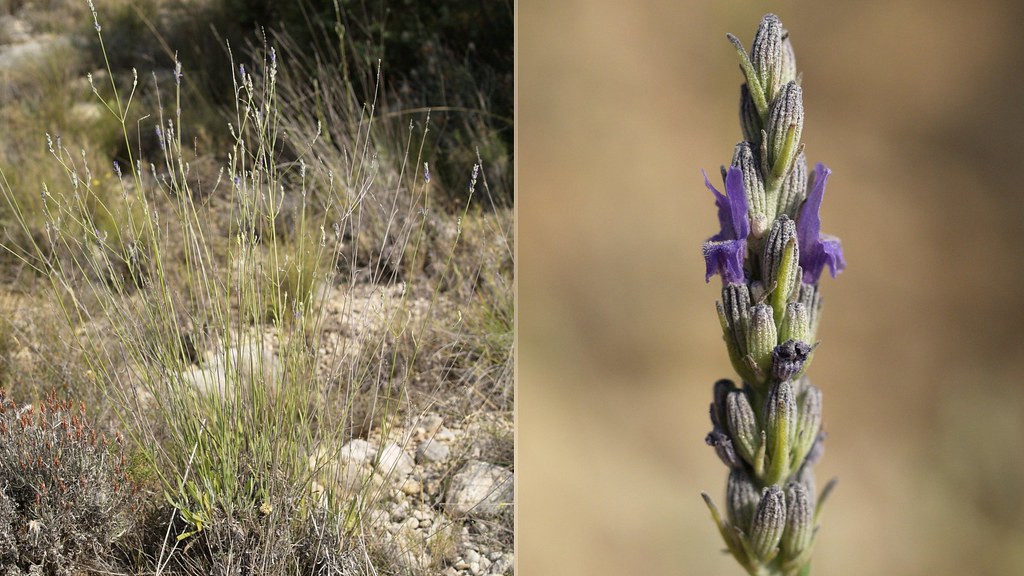 Foto van Breedbladige lavendel