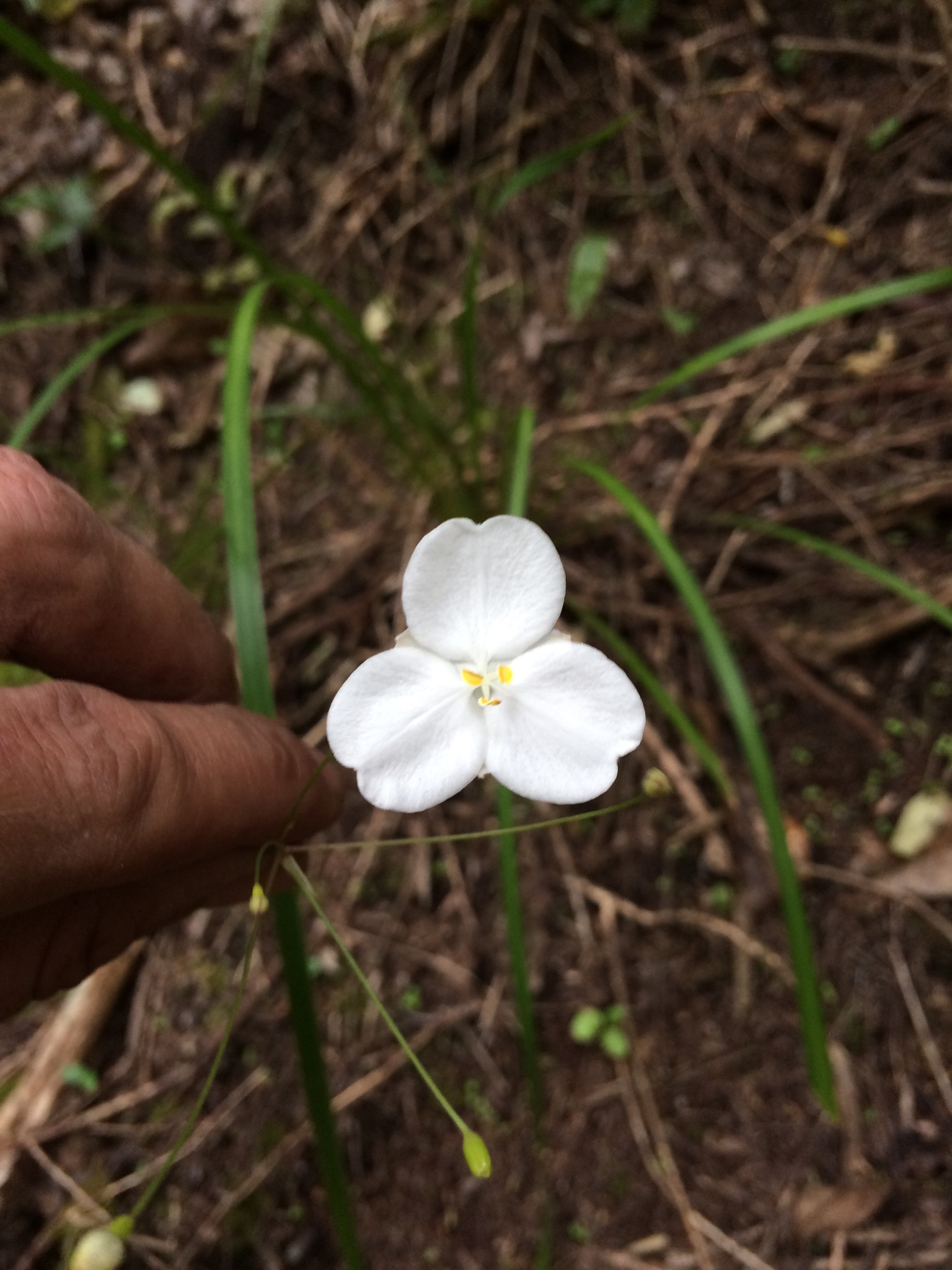 Foto van Nieuw-Zeelandse iris