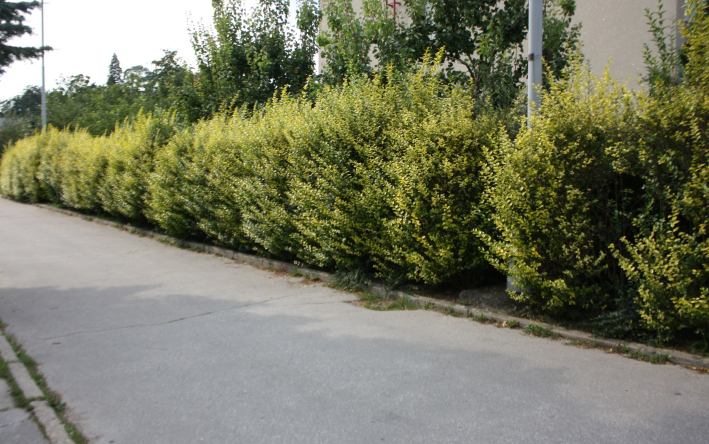 Foto van Goudbonte liguster ‘Aureum’