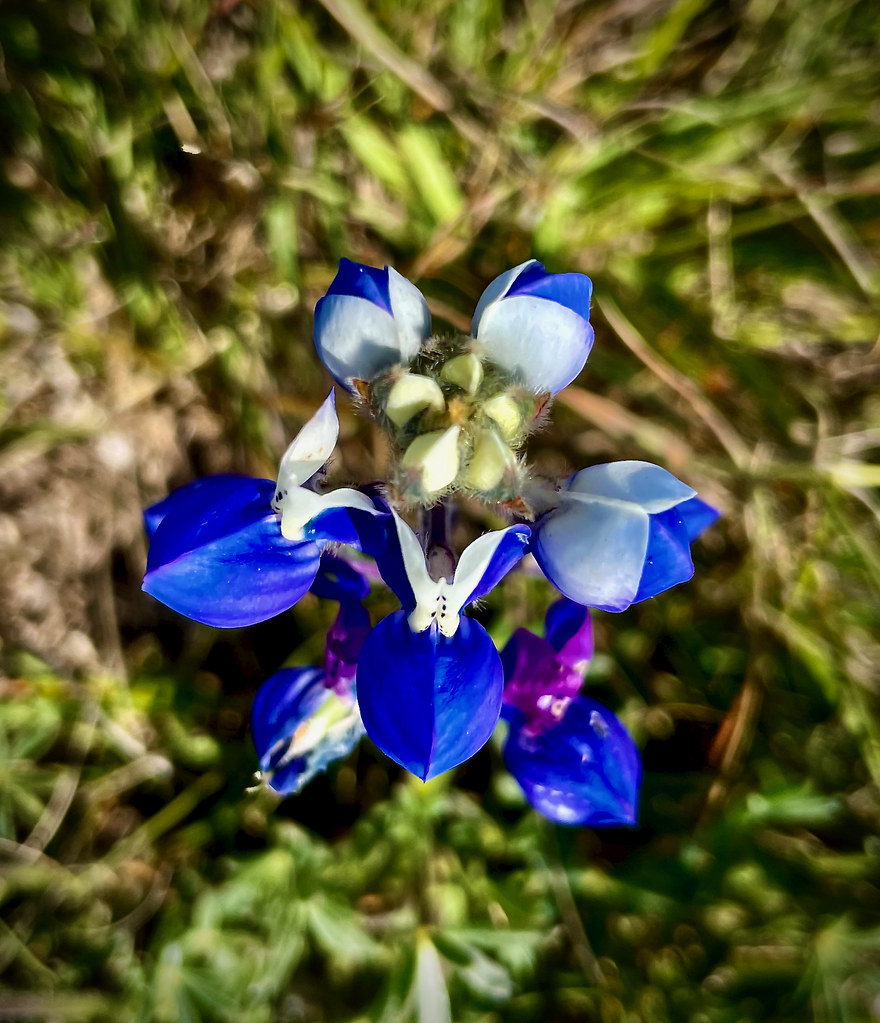 Foto van Kleine lupine