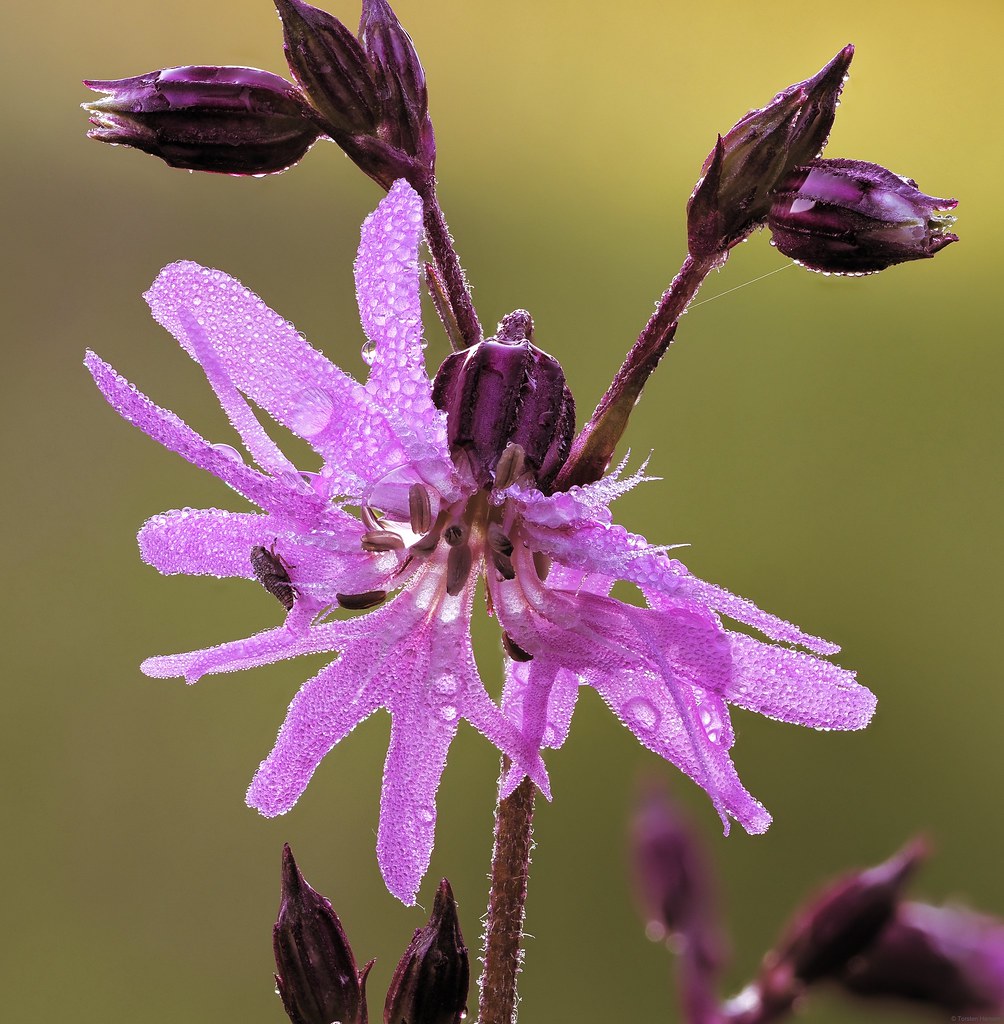 Foto van Echte koekoeksbloem