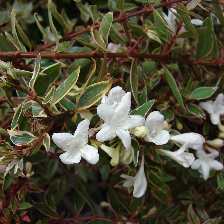 Foto van Abelia ‘Panache’