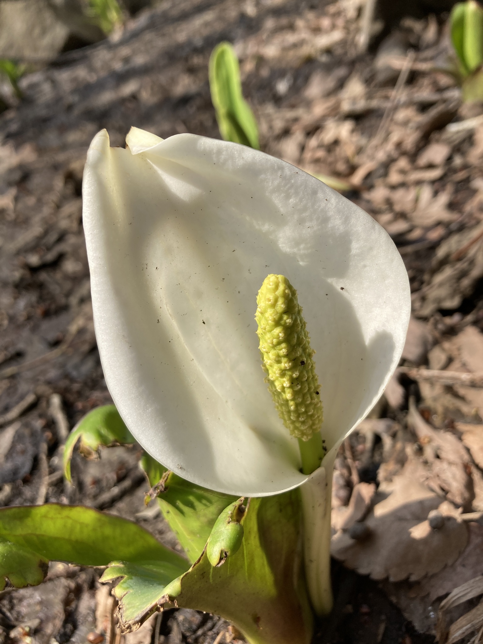 Foto van Witte moeraslantaarn