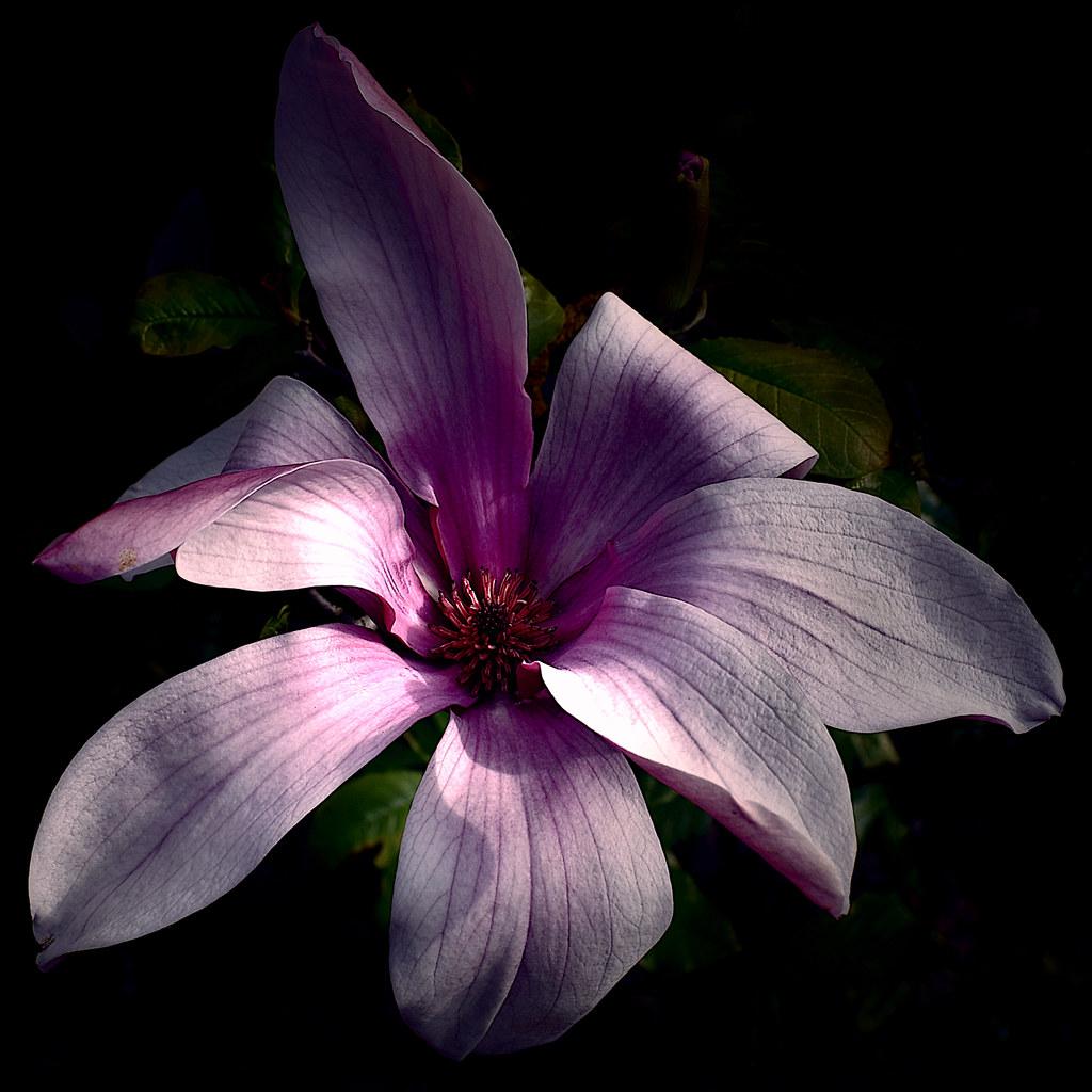 Foto van Leliemagnolia